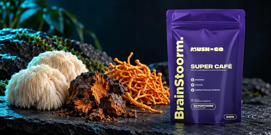 Busta di Brainstoorm di Mush N Go accanto a criniera di leone, chaga e cordyceps su una roccia scura