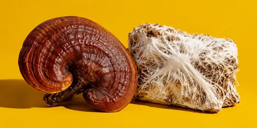 Un corpo fruttifero di reishi accanto a un blocco di micelio bianco su sfondo senape